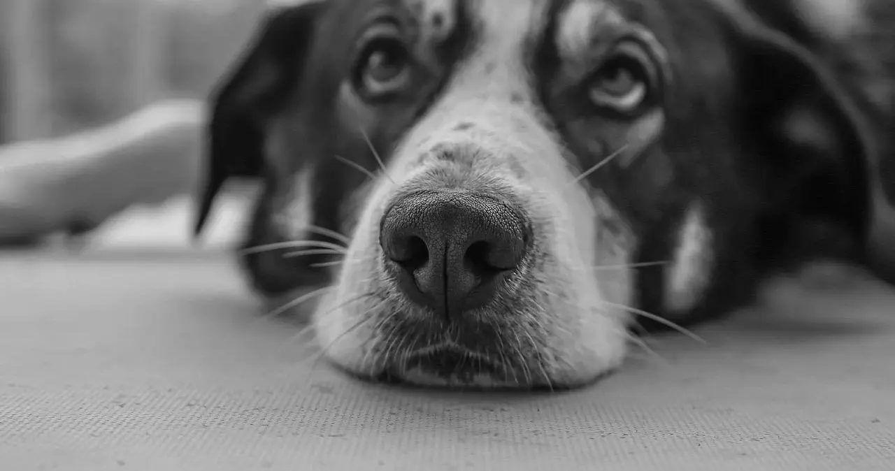 Ddlg是什么 - 微信图片_20251203212921_112_19