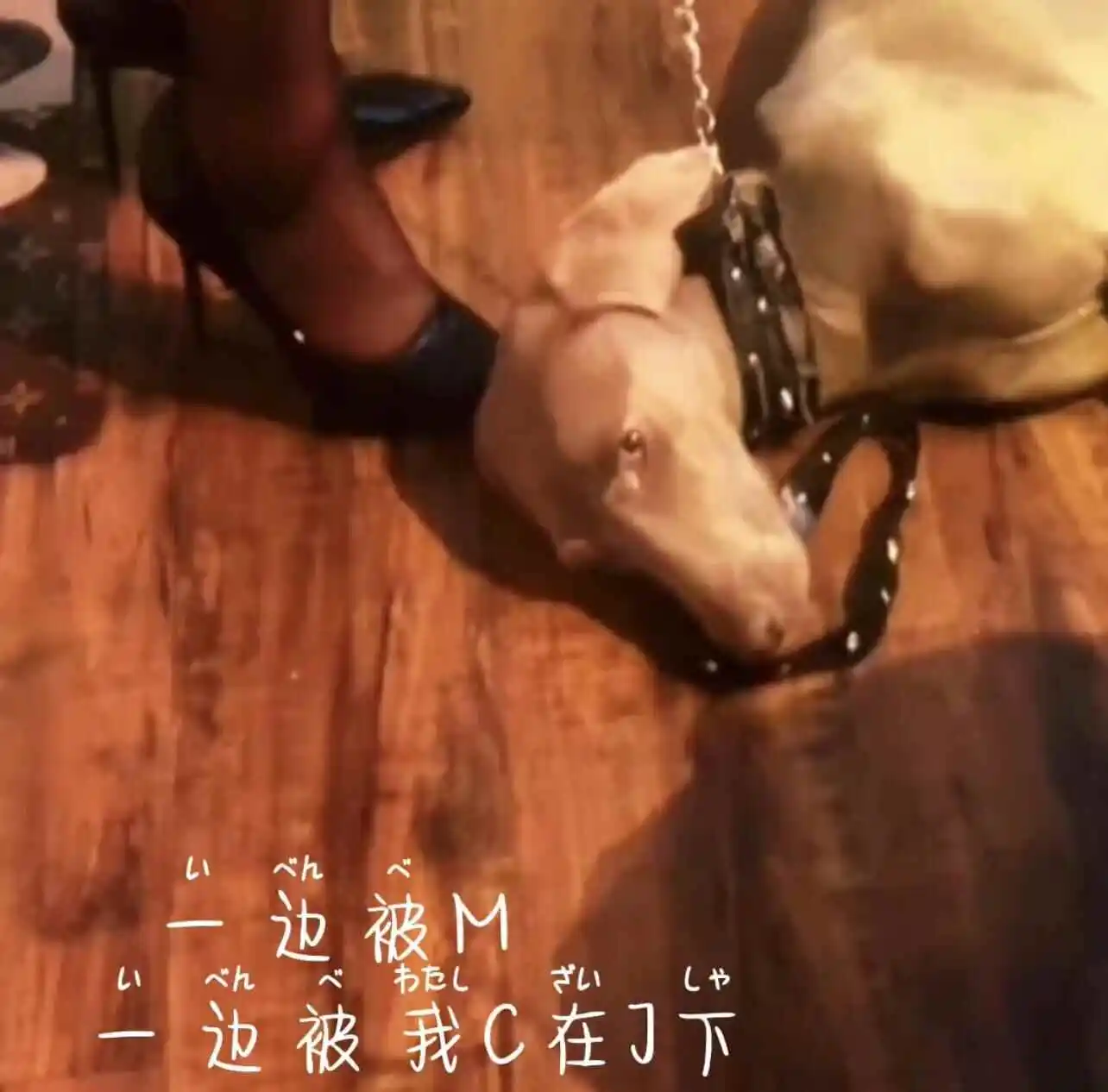 西檬之家-字母圈新人入圈：管教概念与SSC安全原则解析
